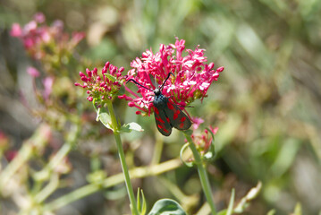 Six-spot Burnet (Zygaena filipendulae) moth sitting on pink flower in Zurich, Switzerland