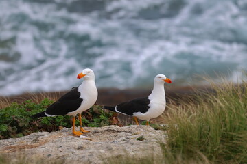 pacific gull