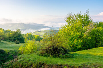 mountain landscape with fog and clouds. green environment. deciduous woods on the grassy hill. sunny morning in spring. beautiful scenery with valley