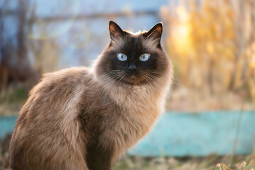 Siamese fluffy cat. Sunset. Background out of focus