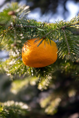 tangerine grows on a pine tree. photo joke. 