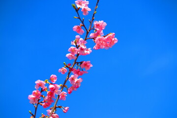 湖周辺の公園に咲く河津桜の風景9