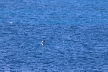 shy albatross