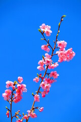 湖周辺の公園に咲く河津桜の風景6