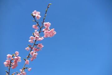 湖周辺の公園に咲く河津桜の風景2