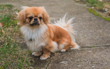 Little Beautiful red light doggo Pekingese breed. Lifestyle of domestic animals