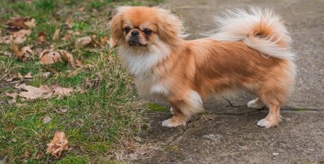 Little Beautiful red light doggo Pekingese breed. Lifestyle of domestic animals