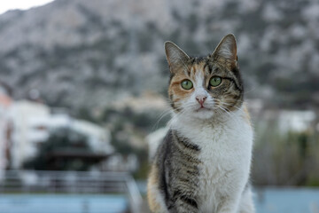 Obraz premium Cat sitting calmly on a ledge with a blurred background in a suburban area