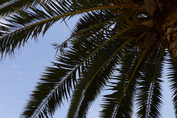 green palm leaves on the background of the blue sky
