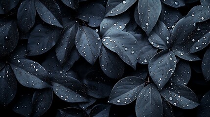 Fototapeta premium Dark Leaves with Water Droplets