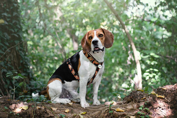 Portrait of nice beagle 
