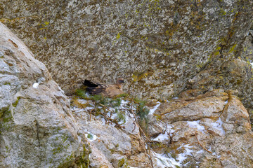 Buitre Leonado en la Sierra de Guadarrama en Invierno