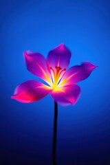 Vibrant flower with pink and purple petals illuminated against a blue background, showcasing beauty