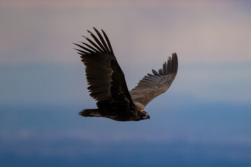 Buitre Negro volando en la sierra de guadarrama