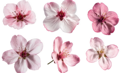 Spring, blooming pink flowers, cherry blossoms, and peach blossoms