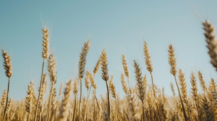 Fototapeta premium Golden Wheat Field Under Clear Blue Sky in Warm Light
