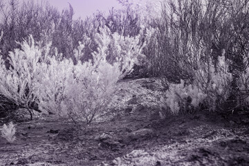 Infrared effect, various plants and bushes in shades of white and light gray