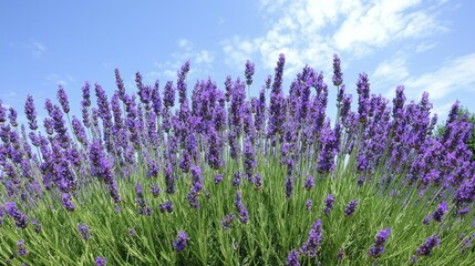 Naklejka premium Vibrant Lavender Field Under Clear Blue Sky in Daylight