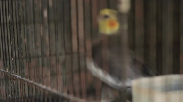 Australian parakeet in a cage