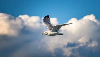Obraz premium Bird in flight, seagull flying in the sky against clouds