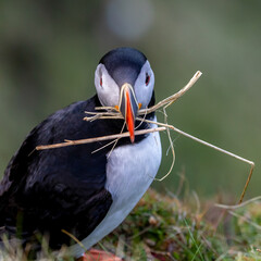 atlantic puffin bird at Sumburgh Head Shetland