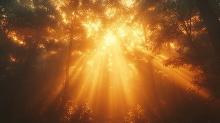 Ethereal Forest Illumination, Golden Light Streaming Through Ancient Trees