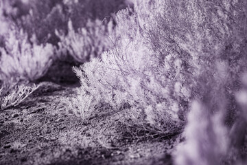 A close-up infrared photograph depicts a swathe of delicate, silvery-purple desert shrubbery growing on arid, dusty ground
