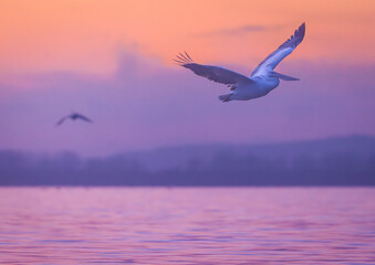Dalmatian pelicans in Lake Kerkini, Greece,  January 2025.