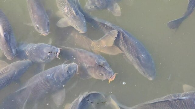 slowly swimming Big common carps in a pond with green water. Freshwater habitat. 