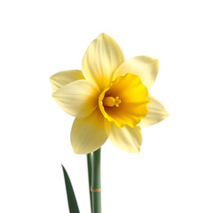 Fototapeta premium yellow daffodil isolated on white