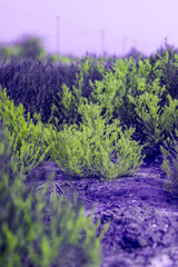 Obraz premium Infrared effect, a landscape of shrubs or small plants, predominantly in shades of green, against a blurred background