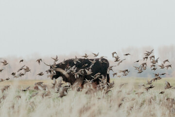 Obraz premium Scottish Highland Cows in the Dutch Dunes
