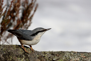 Eurasian nuthatch