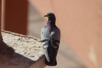 Close-up of gray pigeon standing on a house