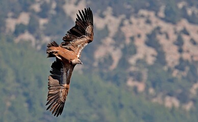 Griffon Vulture - Gyps fulvus, Crete