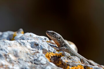 Cretan Wall Lizard - Podarcis cretensis, Crete