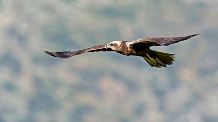 Marsh Harrier (Circus aeroginosus), Crete
