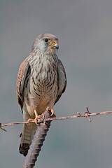 Lesser kestrel - Falco naumanni, Crete