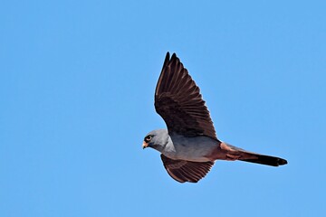 Red-footed Falcon (Falco vespertinus), Greece