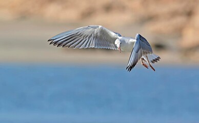Slender-billed Gull (Chroicocephalus genei), Crete