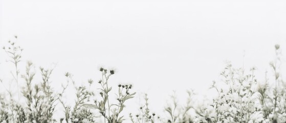 Subtle wildflowers in field, soft light
