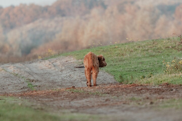 Scottish Highland Cows in the Dutch Dunes