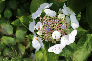 Hortensien Knospen / Blüten 