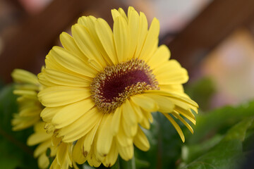 黄色いガーベラ