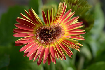 カラフルなガーベラ