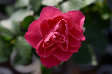 バラの花