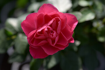 バラの花