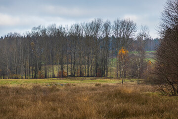 Forest in Kashubia.A cloudy, cool day. Poland.