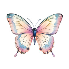 butterfly on white background