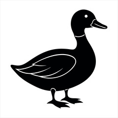 duck on white background